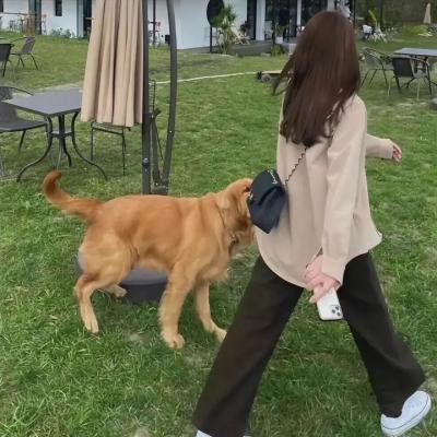 黄金公主:敌中突破